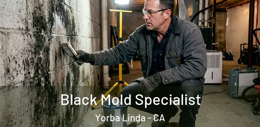 Black Mold Specialist Yorba Linda - CA